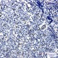 E2F1 Rabbit mAb ABZ2271
