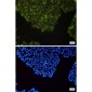 NF-KB p100 Rabbit mAb ABZ2272
