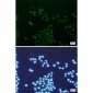 mtTFA Rabbit mAb ABZ2278
