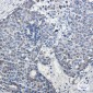 mtTFA Rabbit mAb ABZ2278