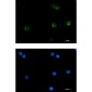Cytochrome C Rabbit mAb ABZ2279