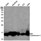 Cytochrome C Rabbit mAb ABZ2279
