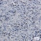 Histone H3.3 Rabbit mAb ABZ2284