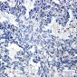 YB1 Rabbit mAb ABZ2307