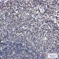 SUMO Conjugating Enzyme UBC9 Rabbit mAb ABZ2310