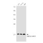 SUMO Conjugating Enzyme UBC9 Rabbit mAb ABZ2310