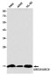 SUMO Conjugating Enzyme UBC9 Rabbit mAb ABZ2310