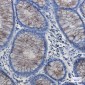 DYNLL1/PIN Rabbit mAb ABZ2314