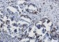 SUMO1 Rabbit mAb ABZ2315
