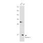 SUMO1 Rabbit mAb ABZ2315