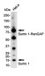 SUMO1 Rabbit mAb ABZ2315