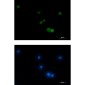 VAMP2 Rabbit mAb ABZ2316