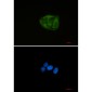 Ubiquitin 60S Ribosomal Protein L40 Rabbit mAb ABZ2318