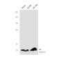 Ubiquitin 60S Ribosomal Protein L40 Rabbit mAb ABZ2318