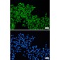 RBX1 Rabbit mAb ABZ2320
