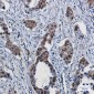 RBX1 Rabbit mAb ABZ2320