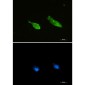 Ran Rabbit mAb ABZ2321