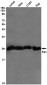 Ran Rabbit mAb ABZ2321