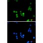 hnRNP K Rabbit mAb ABZ2331