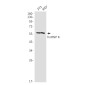 hnRNP K Rabbit mAb ABZ2331