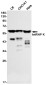 hnRNP K Rabbit mAb ABZ2331