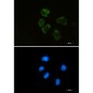 Lysozyme Rabbit mAb ABZ2338