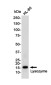 Lysozyme Rabbit mAb ABZ2338