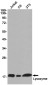 Lysozyme Rabbit mAb ABZ2338