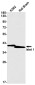 Islet 1 Rabbit mAb ABZ2341