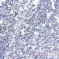 RPS20 Rabbit mAb ABZ2350