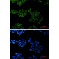 Bid Rabbit mAb ABZ2364
