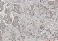 Bid Rabbit mAb ABZ2364