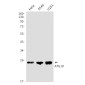 Bid Rabbit mAb ABZ2364