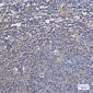 VCP Rabbit mAb ABZ2374
