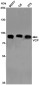 VCP Rabbit mAb ABZ2374