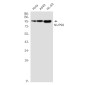 NUP98 Rabbit mAb ABZ2389
