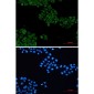 VAV2 Rabbit mAb ABZ2392