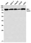 VAV2 Rabbit mAb ABZ2392
