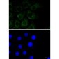 Caveolin-2 Rabbit mAb ABZ2408