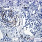 Caveolin-2 Rabbit mAb ABZ2408