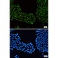 Rab7 Rabbit mAb ABZ2415