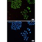 Emerin Rabbit mAb ABZ2421