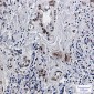 Emerin Rabbit mAb ABZ2421