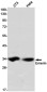 Emerin Rabbit mAb ABZ2421