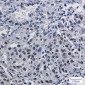 Mre11 Rabbit mAb ABZ2427