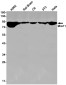 Mre11 Rabbit mAb ABZ2427