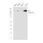 Tuberin Rabbit mAb ABZ2432
