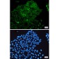MEK3 Rabbit mAb ABZ2469