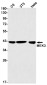 MEK3 Rabbit mAb ABZ2469