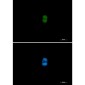 MEK3/MEK6 Rabbit mAb ABZ2470